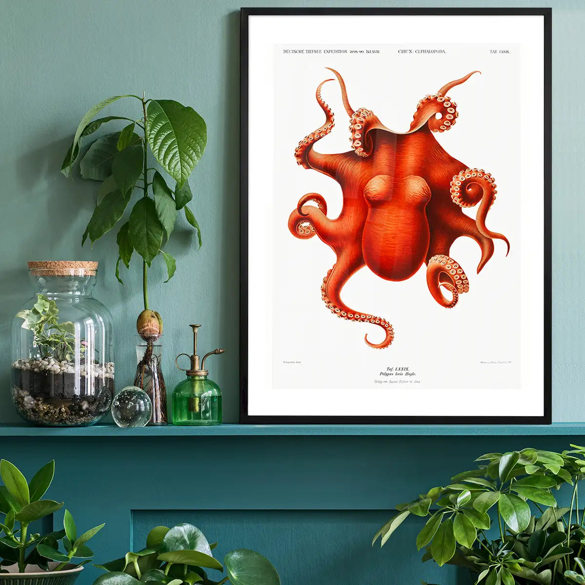Octopus Vintage Antique Print
