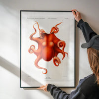 Octopus Vintage Antique Print