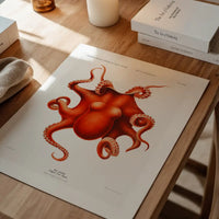 Octopus Vintage Antique Print