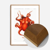 Octopus Vintage Antique Print