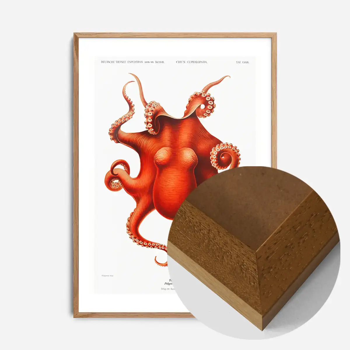Octopus Vintage Antique Print