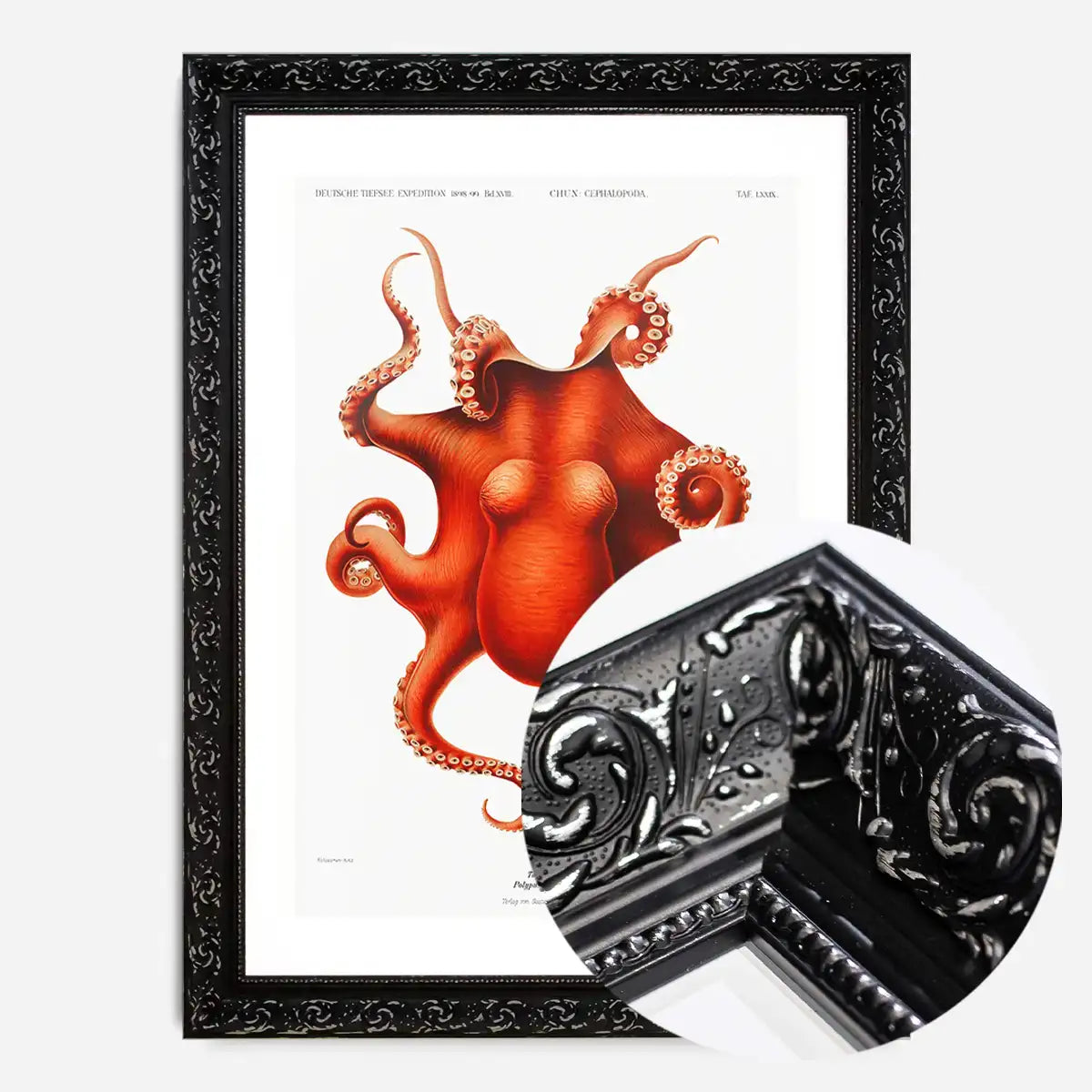 Octopus Vintage Antique Print