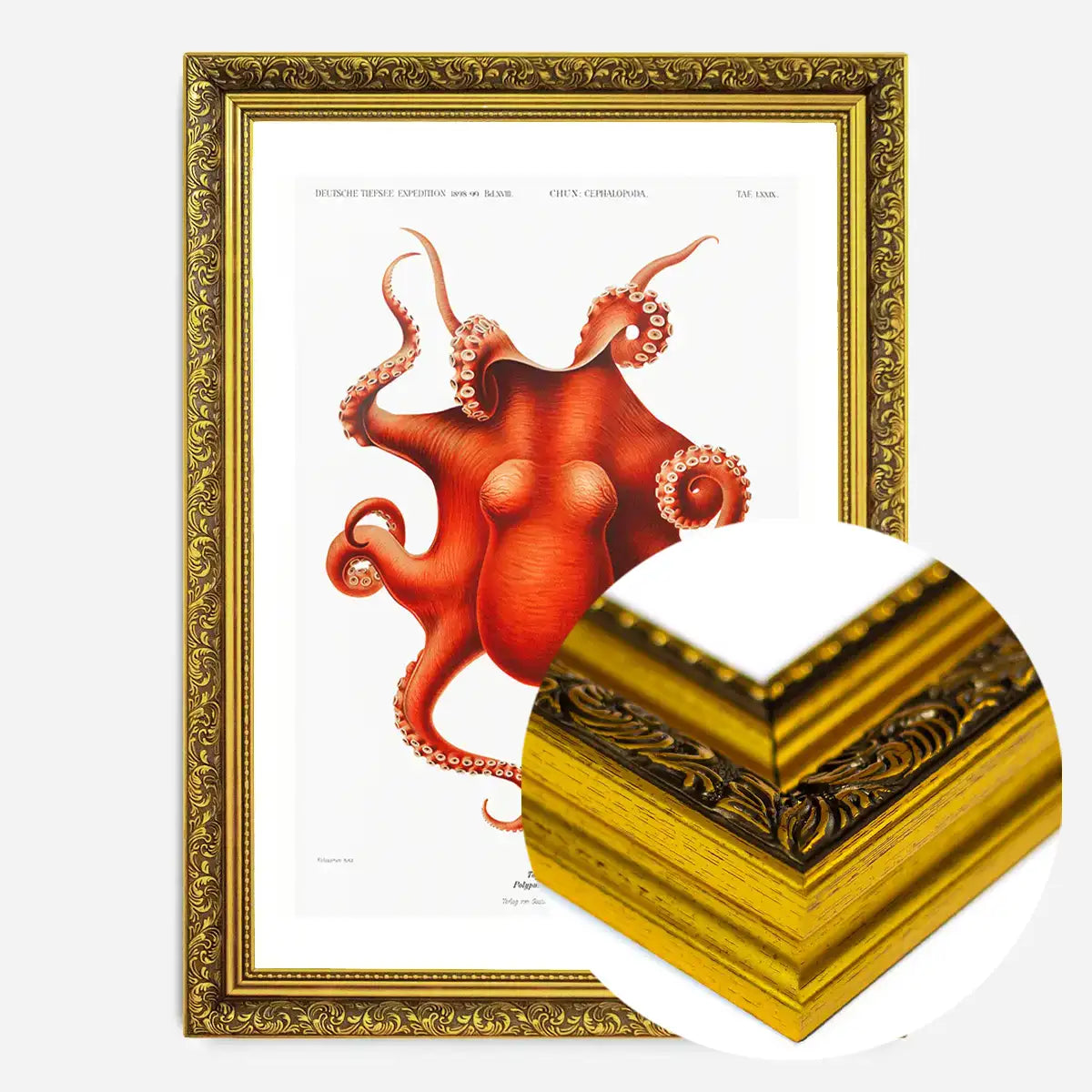 Octopus Vintage Antique Print