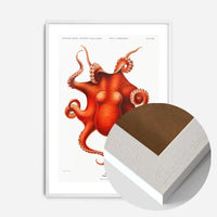 Octopus Vintage Antique Print