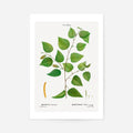 Print Only