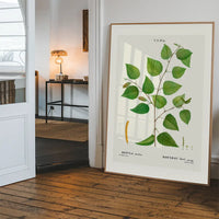 Paper Birch Branch Leaves Antique Print