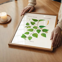 Paper Birch Branch Leaves Antique Print