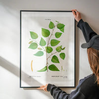Paper Birch Branch Leaves Antique Print