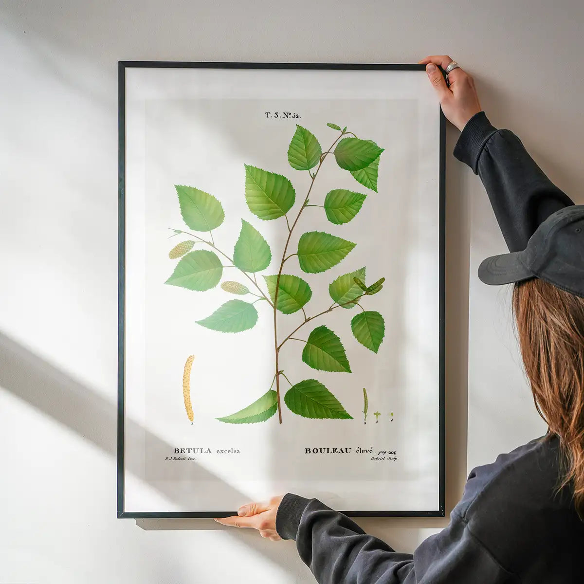Paper Birch Branch Leaves Antique Print