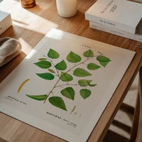 Paper Birch Branch Leaves Antique Print