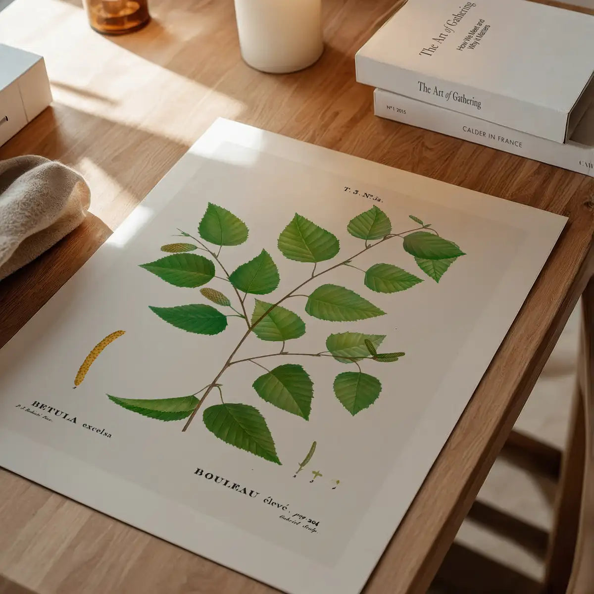 Paper Birch Branch Leaves Antique Print
