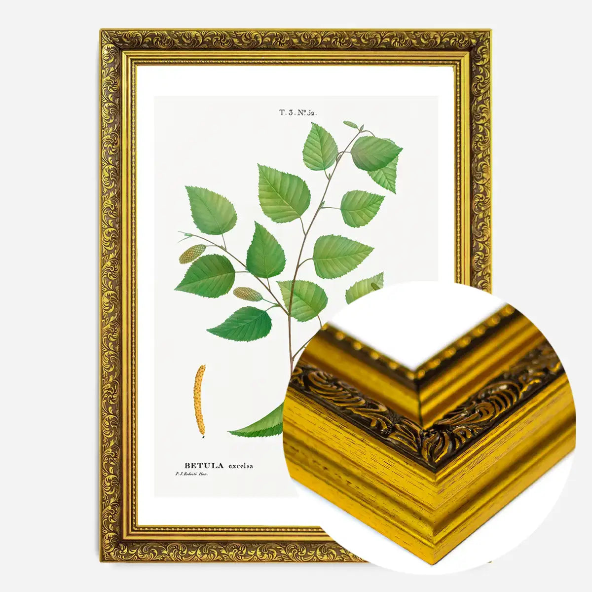 Paper Birch Branch Leaves Antique Print