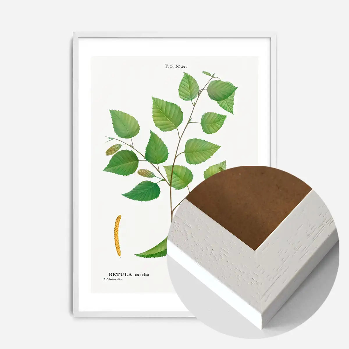 Paper Birch Branch Leaves Antique Print
