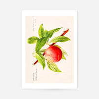 Peach Branch Vintage Antique Print