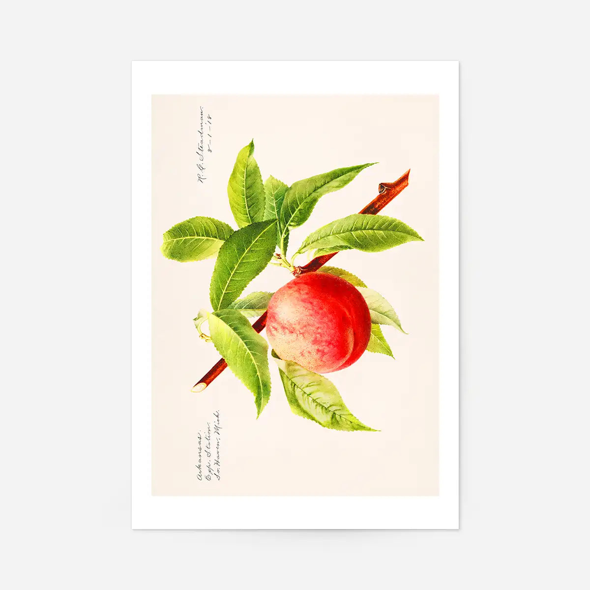 Peach Branch Vintage Antique Print