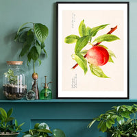 Peach Branch Vintage Antique Print