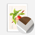 White Wood Frame