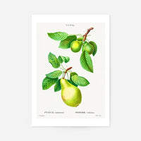 Two Pears Vintage Antique Print