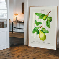 Two Pears Vintage Antique Print
