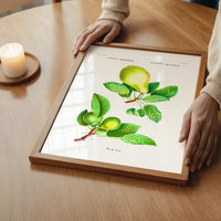 Two Pears Vintage Antique Print