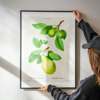 Two Pears Vintage Antique Print