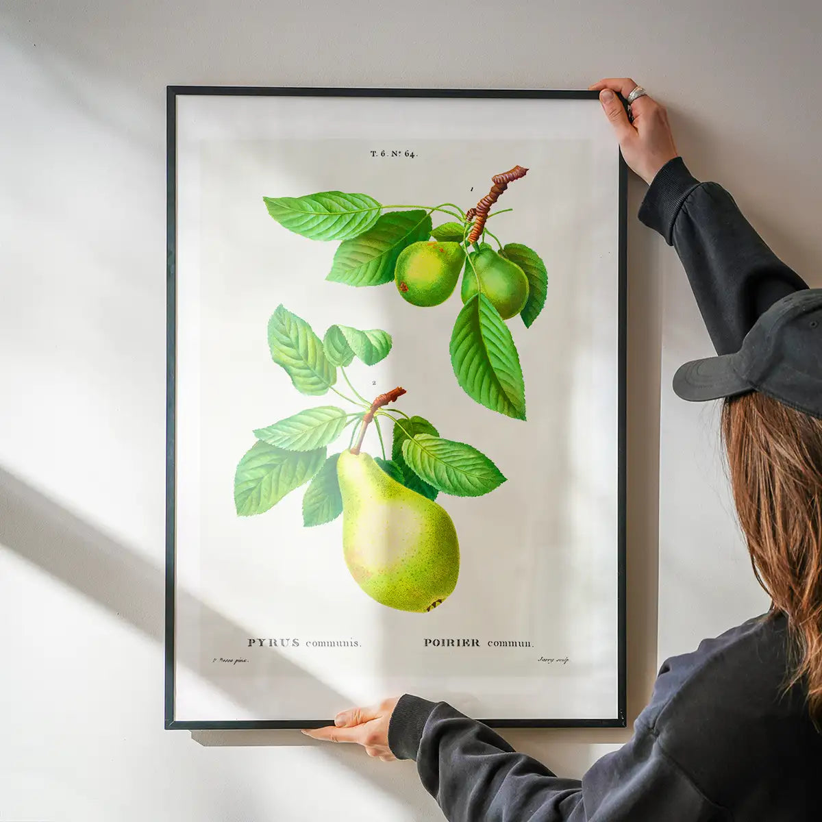Two Pears Vintage Antique Print