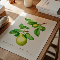 Two Pears Vintage Antique Print