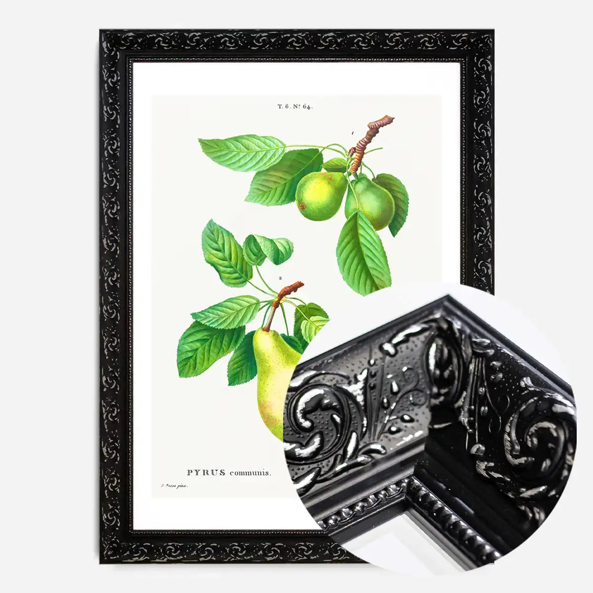 Two Pears Vintage Antique Print