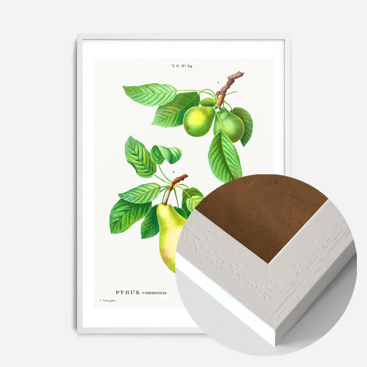 Two Pears Vintage Antique Print