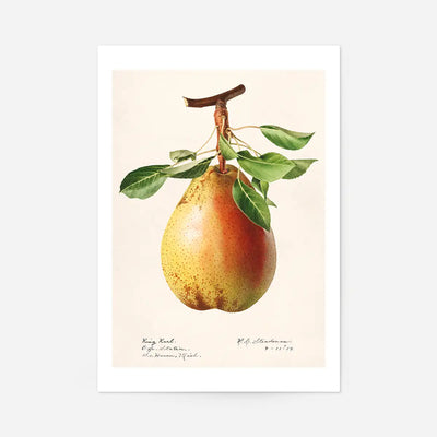 Large Pear Vintage Antique Print
