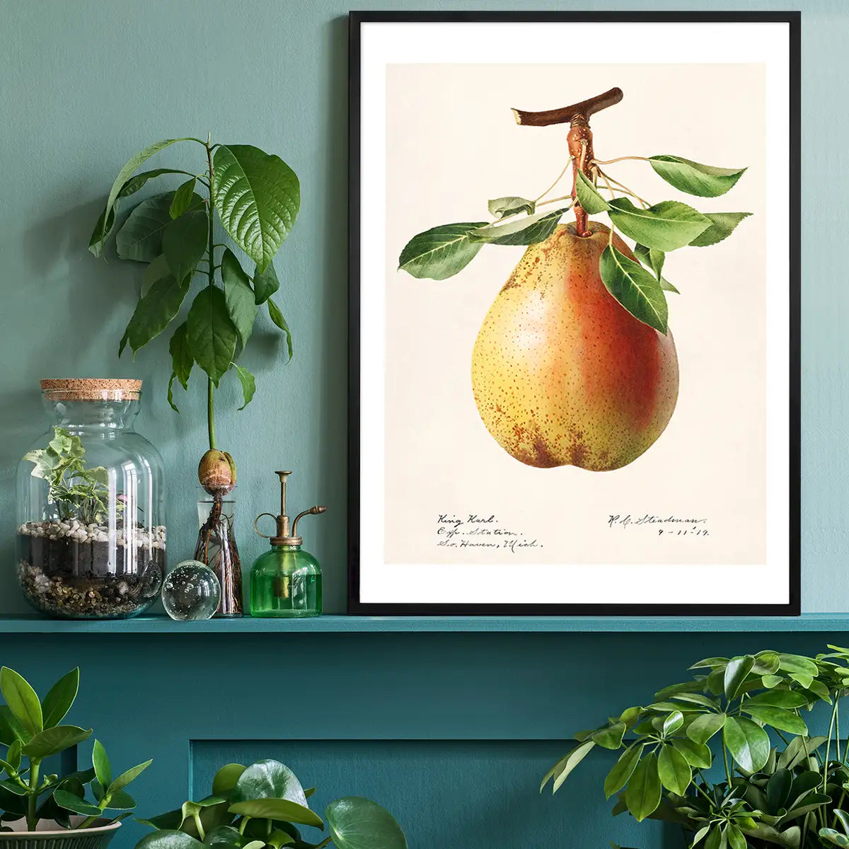 Large Pear Vintage Antique Print