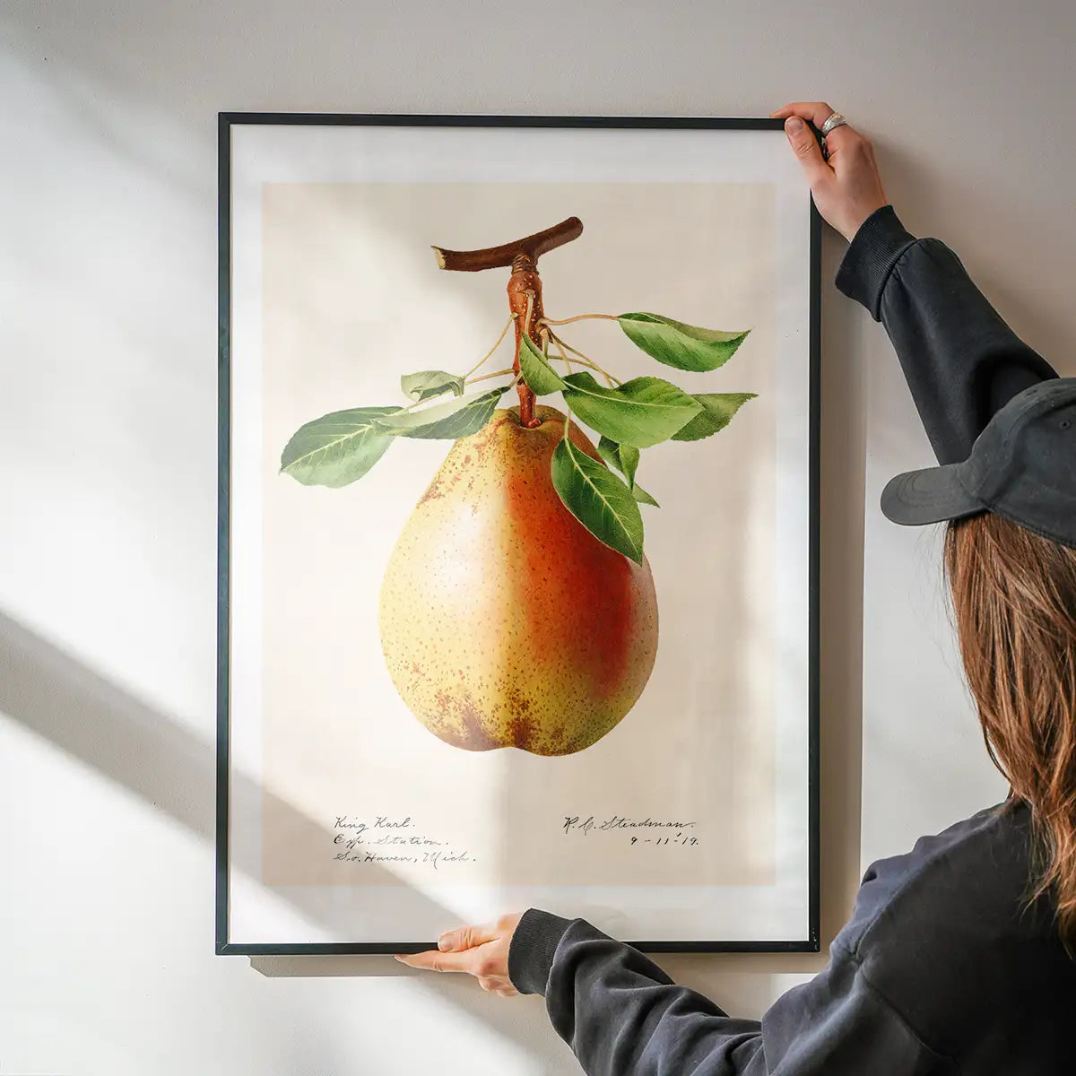Large Pear Vintage Antique Print