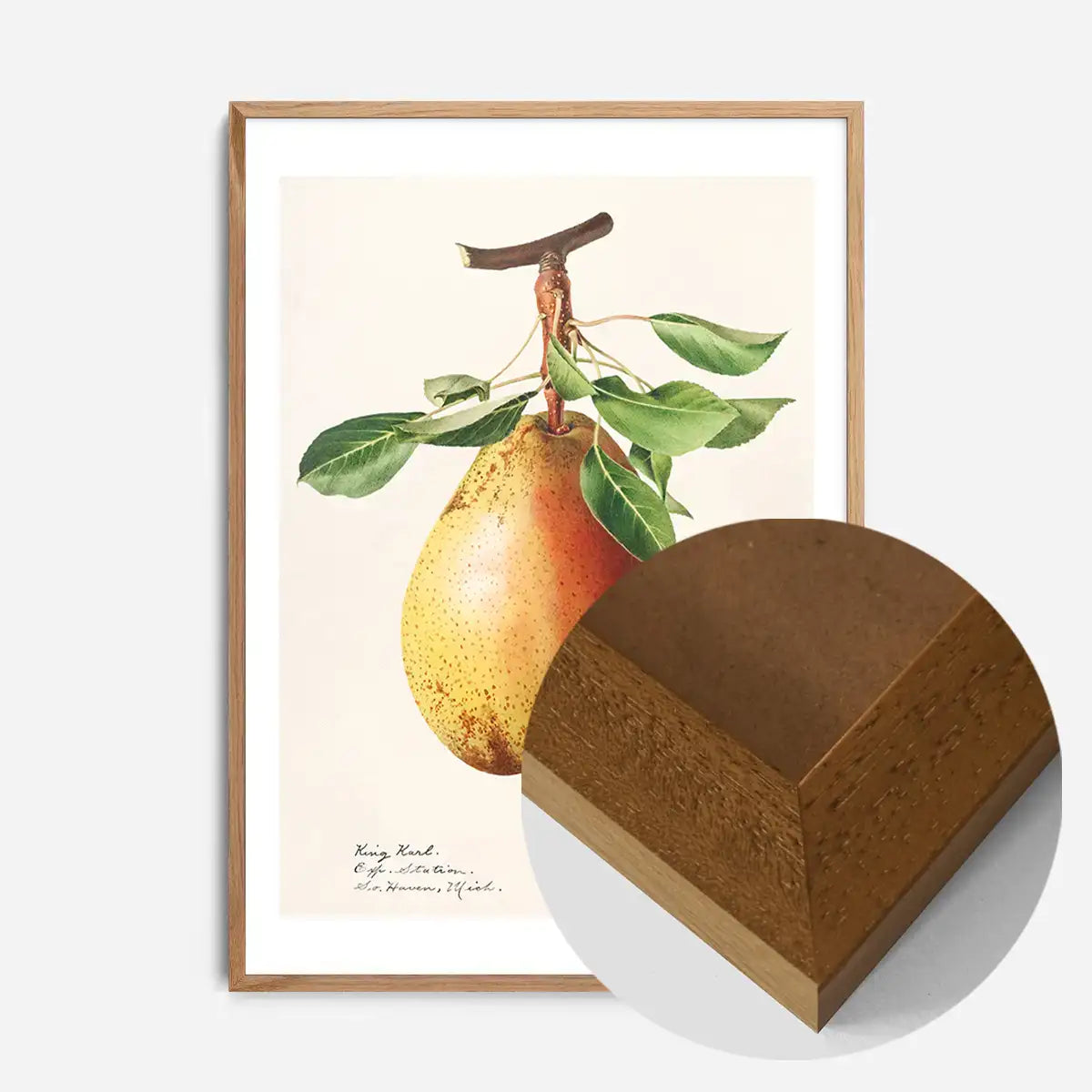 Large Pear Vintage Antique Print