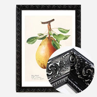 Large Pear Vintage Antique Print