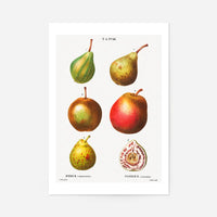 Mixed Pears Vintage Antique Print