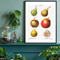 Mixed Pears Vintage Antique Print