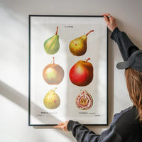 Mixed Pears Vintage Antique Print