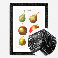 Mixed Pears Vintage Antique Print
