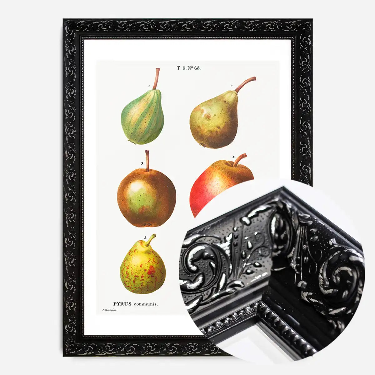 Mixed Pears Vintage Antique Print