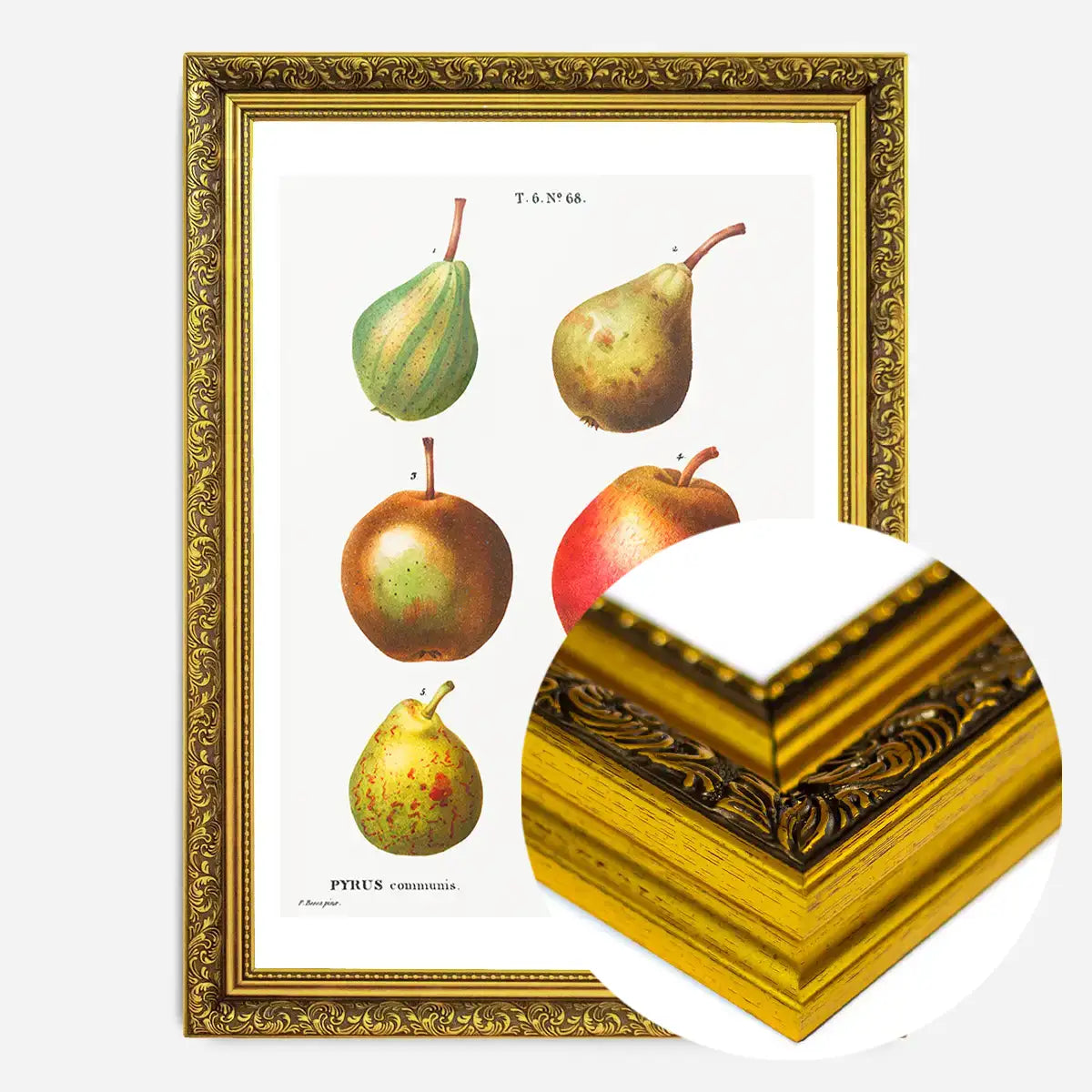Mixed Pears Vintage Antique Print