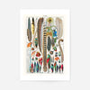Feathers Plumes Vintage Antique Print