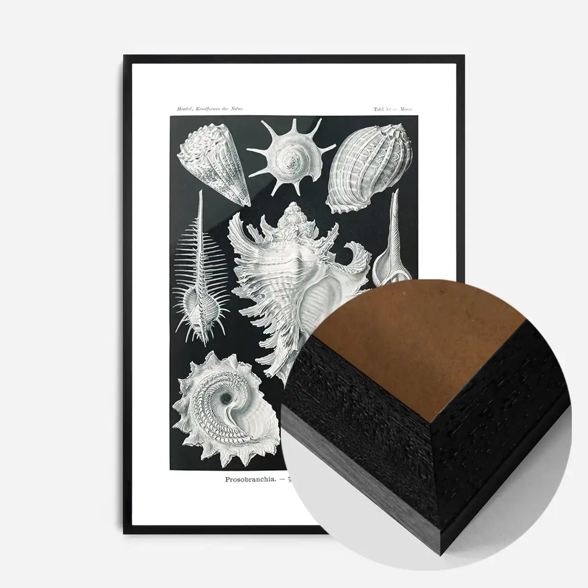 Sea Shells Antique Print