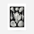 Print Only