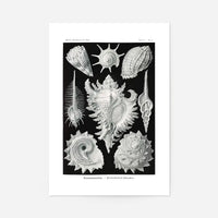 Sea Shells Antique Print