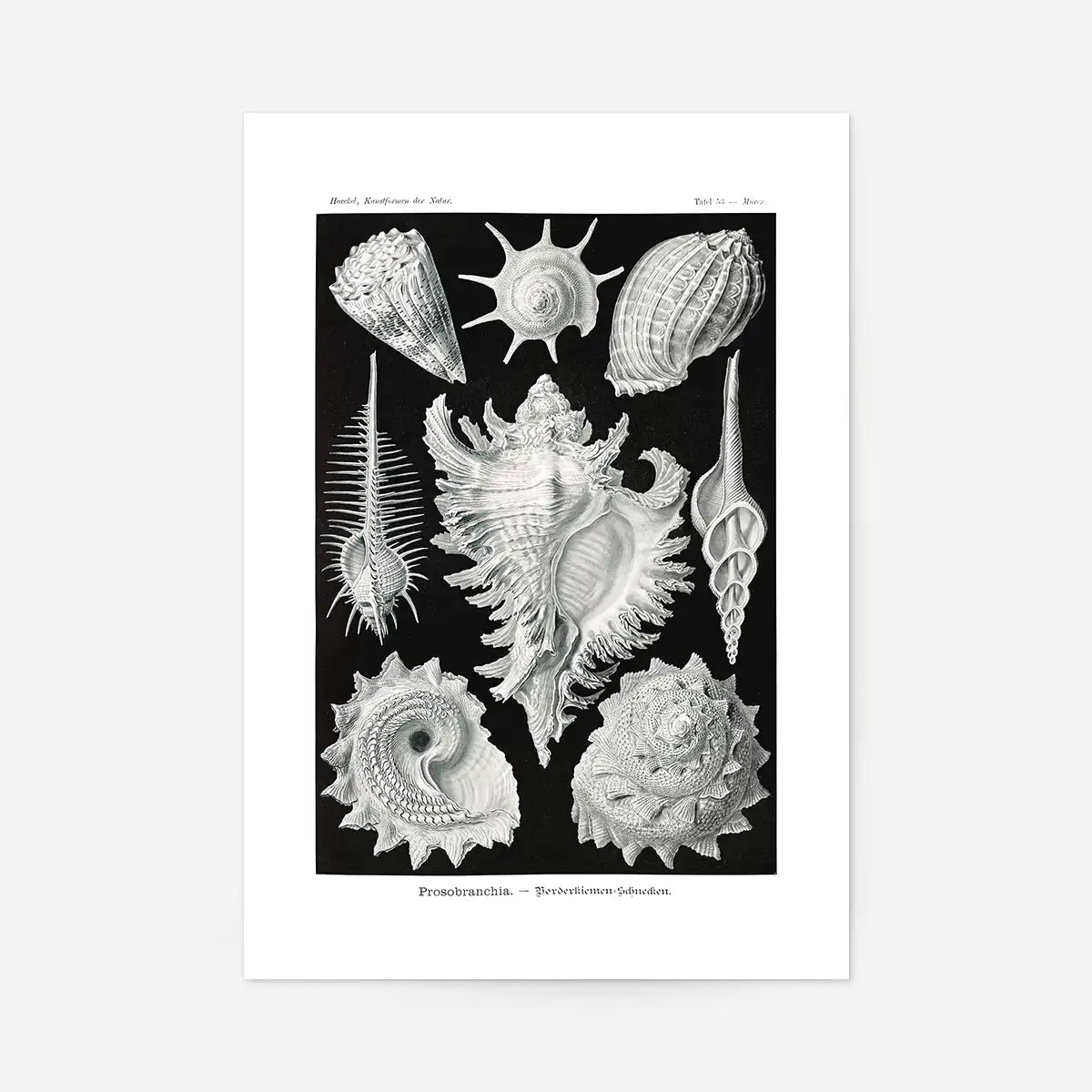 Sea Shells Antique Print