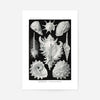 Sea Shells Antique Print