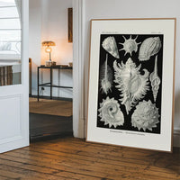 Sea Shells Antique Print