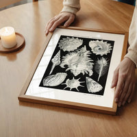 Sea Shells Antique Print