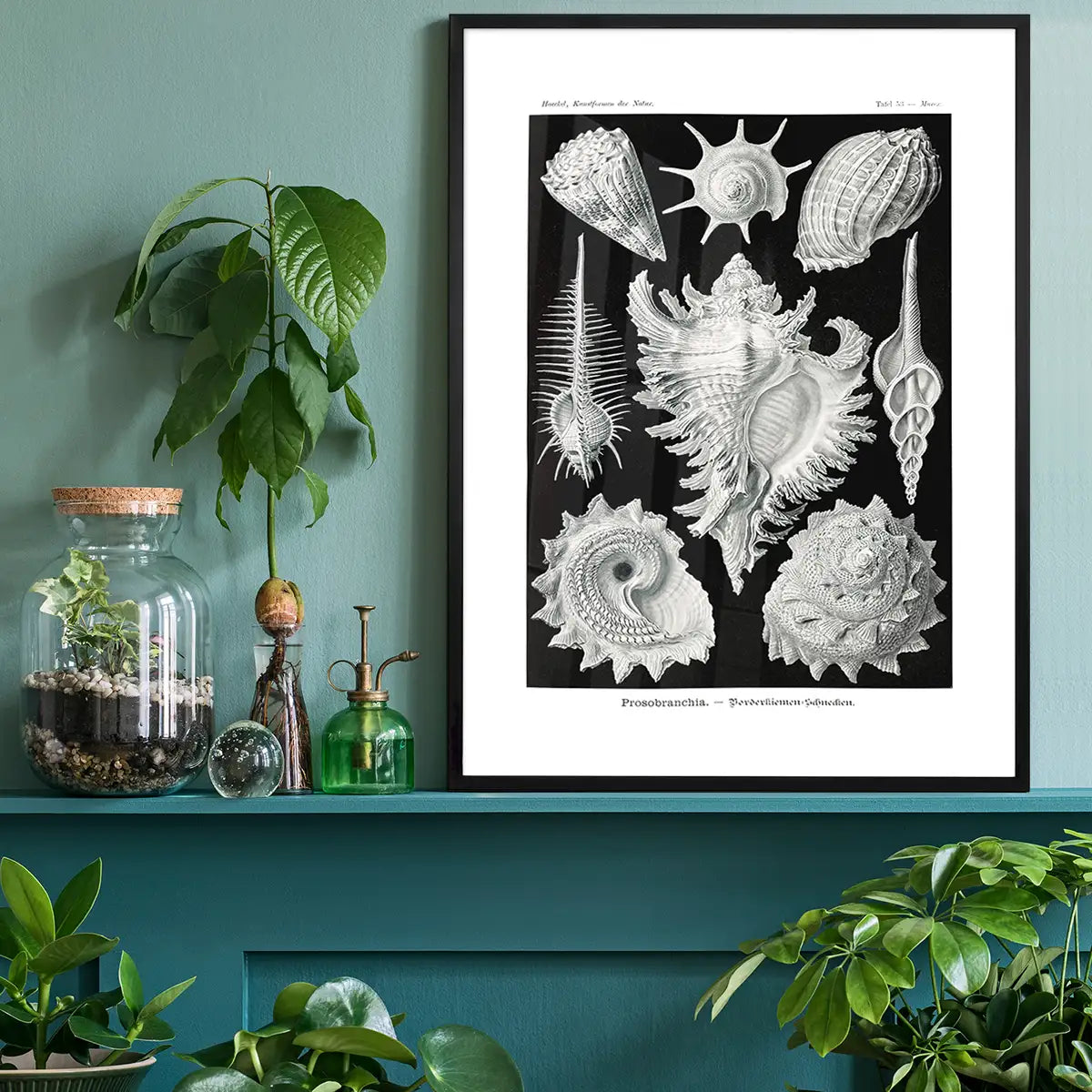 Sea Shells Antique Print