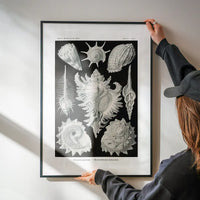 Sea Shells Antique Print